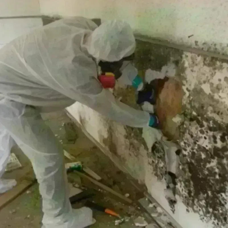 Mold Remediation and Removal in Western Springs, IL